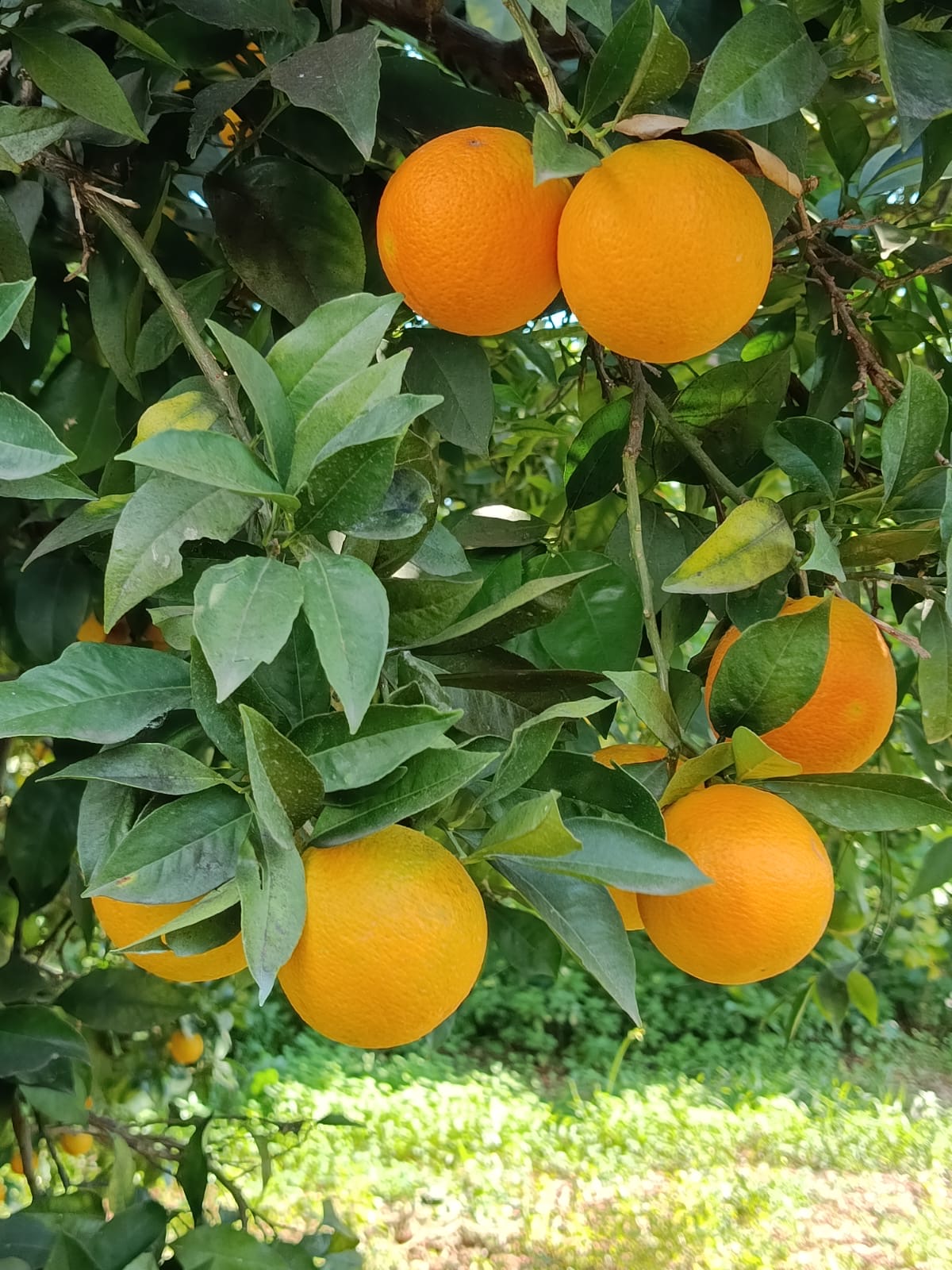 Arance estive siciliane "Ovale o Valencia