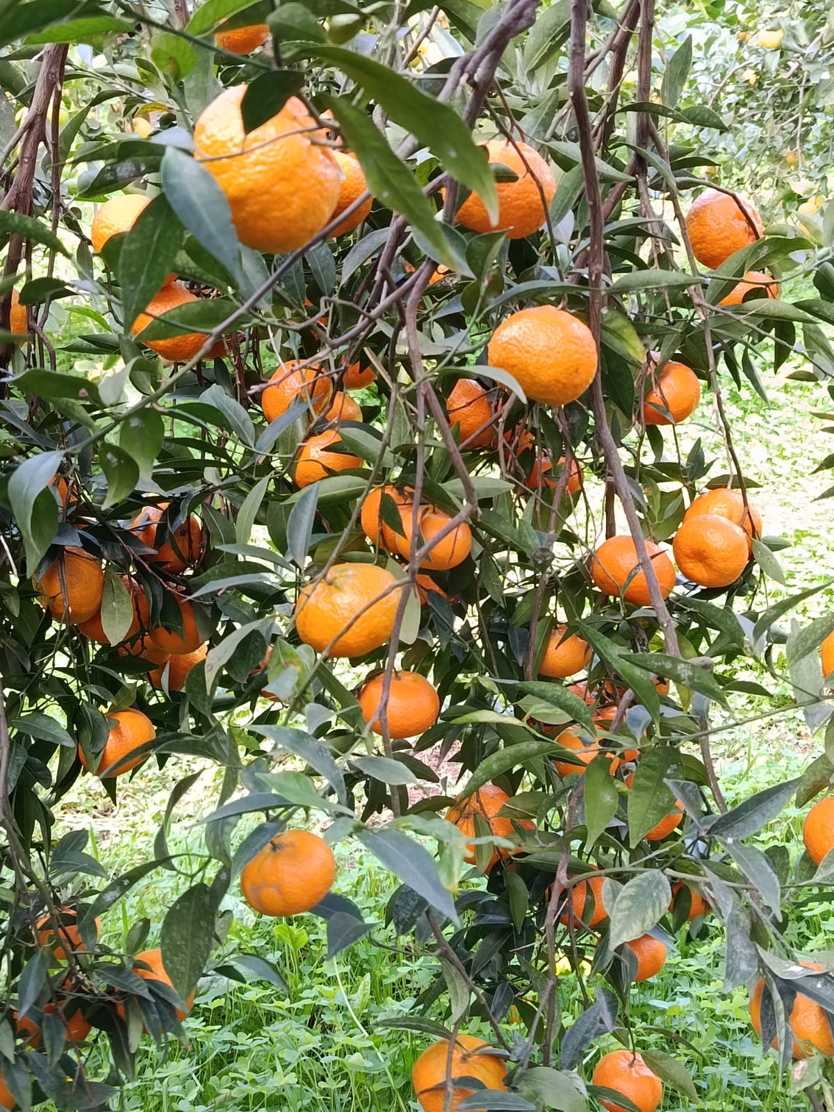 Mandarini Marzaiole Siciliane