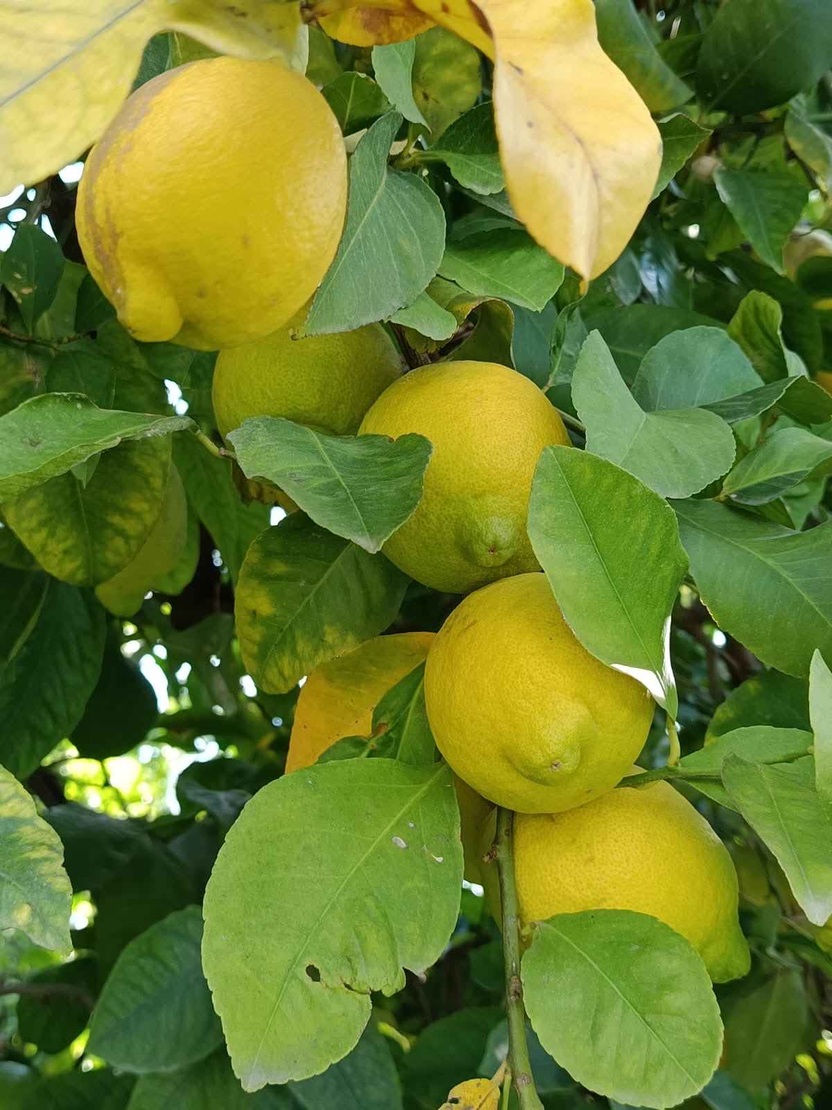 Limone Primofiore Siracusano