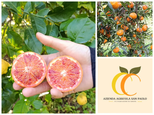 Agrumeto" San Paolo"  Selezione mista di agrumi
