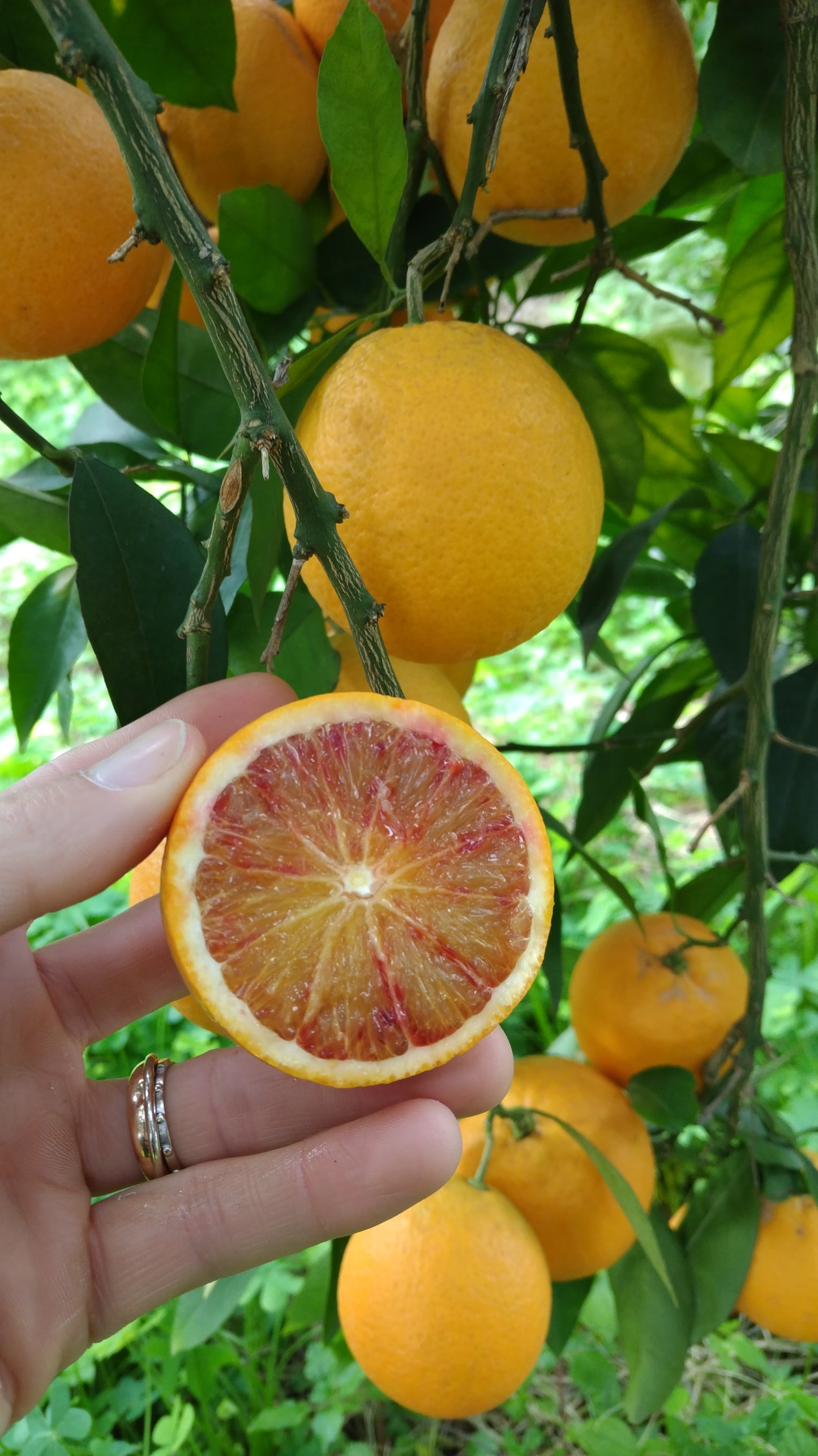 Arancia Tarocco Siciliana