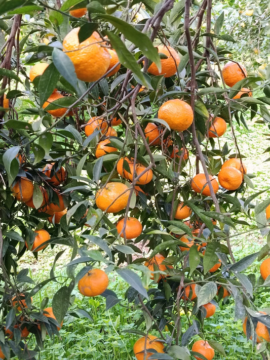 Mandarini Marzaiole Siciliane